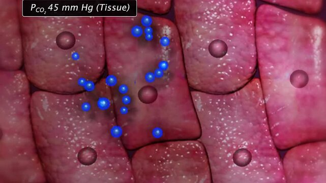 3D animation showing diffusion of carbon dioxide from blood into alveoli during respiration.