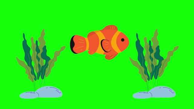 Cartoon Clownfish and Seaweed Animation on Green Screen