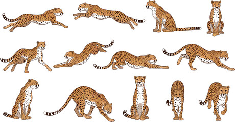 Cheetah Pose Collection Set with Running, Sitting, Crouching, and Walking Positions for Wildlife, Nature, and Animal Illustration DesignsCheetah Pose Collection Set with Running, Sitting,  © Monirul