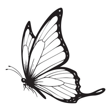 Minimalist Butterfly Line Art Illustration Isolated on White Background