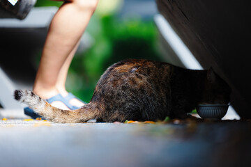 Cat on the street © Mattias