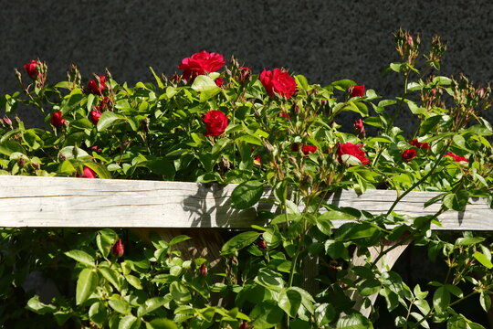 Rote Kletterrose auf Kantholz
