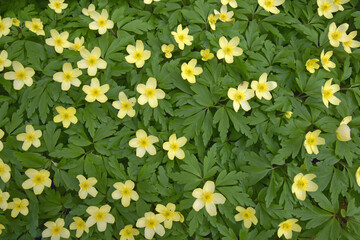 Bastard-Windröschen © Elke Hötzel