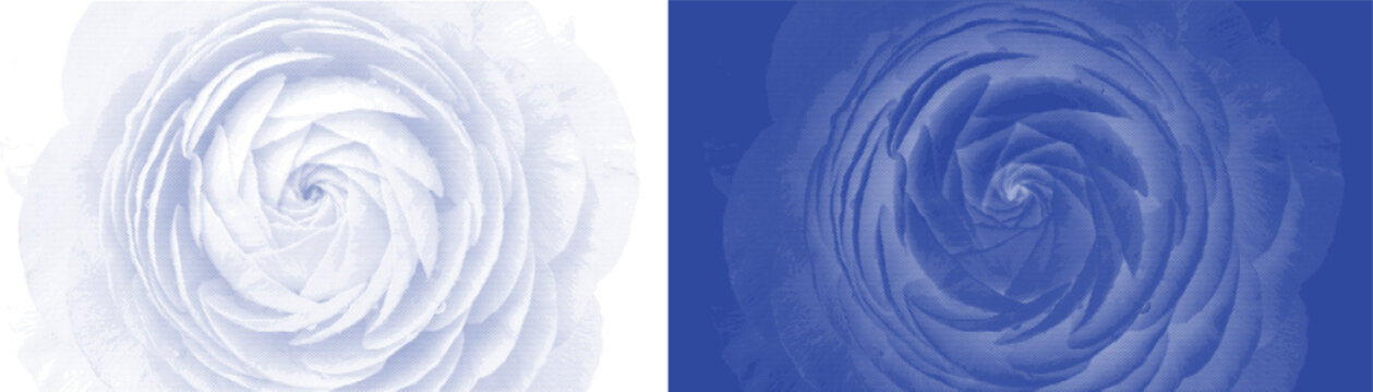 Blue ranunculus flower vector illustration, elegant floral background set in light and dark blue tones, delicate blooming rose petals macro view