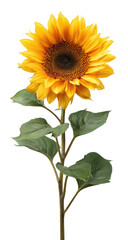 Fototapeta premium Isolated sunflower, bright yellow petals, dark center, green stem and leaves against a black background