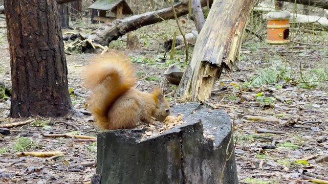 Wild fluffy squirrel sitting on stump and gnawing nuts at forest. Cute brown rodent eating found walnuts at autumn park. Pretty small sciurus chewing food at woodland. Concept of wildlife