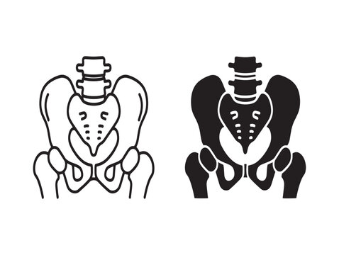 Anatomical illustration of the human pelvis male and female skeletal structures