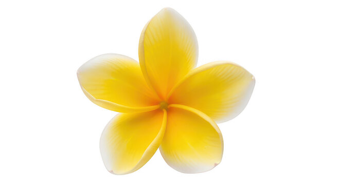 Single yellow frangipani flower plumeria alba, delicate petals, tropical bloom, exotic beauty, symbol of peace and purity, isolated on checkered background.