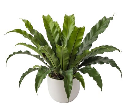 A lush green bird's nest fern in a white ceramic pot on a white background asplenium nidus green plant