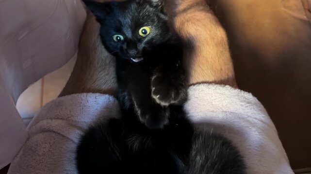 Male arm playing with cute black kitten lying on his legs at home. Hand of man caressing funny small domestic kitty indoor. Man having fun with domestic cat. Concept of care and love to animal. POV