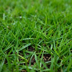 Obraz premium Fresh Green Grass Close-Up Texture
