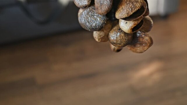 Man Shaking Nut Shell Rattle Close Up