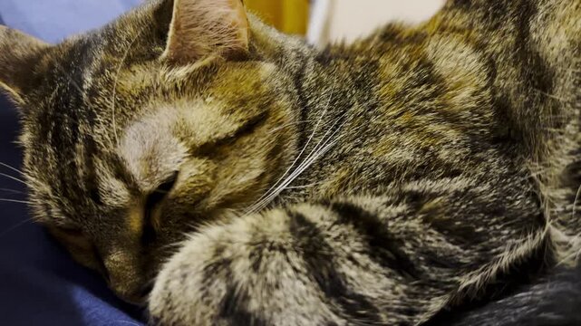 Close up of beautiful tabby cat sleeping on sofa at home. Pretty kitten resting at home. Cute kitten relaxing on bed at house. Concept of adorable domestic animals. Slow motion