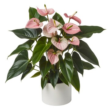 Pink anthurium plant with dark green leaves in a white pot flamingo flower laceleaf houseplant