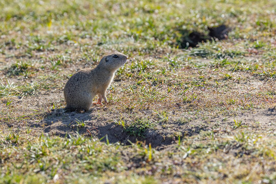 European ground squirrel standing alert on grassland by burrow