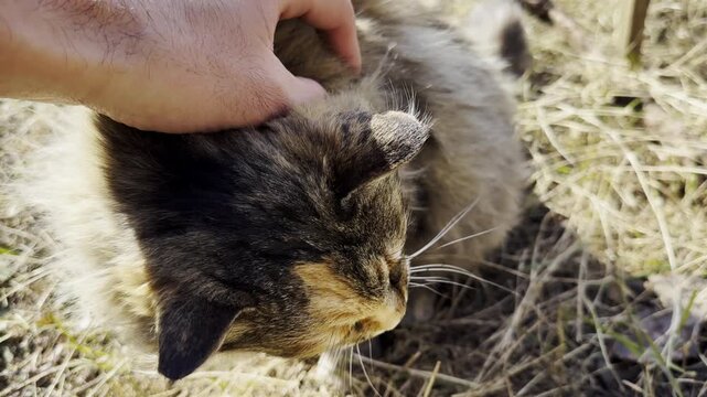 POV of male arm strokes head of cute homeless cat outdoor. Hand of man petting adorable stray kitten at sunny day. Concept of care and love to abandoned animals. Slow motion
