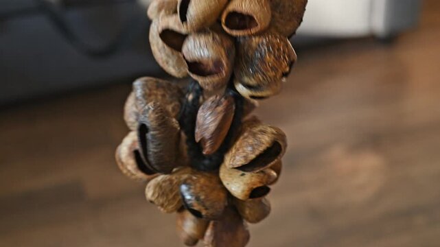 Slow Motion Video of Man Shaking Nut Shell Rattle Close Up