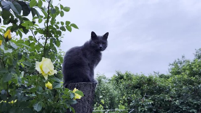 Gray domestic cat sits calmly on tall tree stump in summer garden. Surrounded by greenery pretty kitty observes its surroundings from slightly elevated position, creating peaceful and natural outdoor
