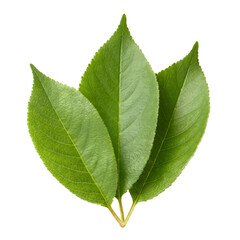 Obraz premium Fresh green leaves with visible veins and natural texture, isolated on cutout transparent background