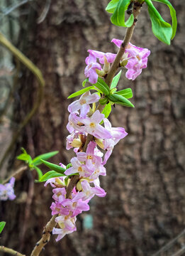 Gew&ouml;hnlicher Seidelpast (Daphne mezereum) bl&uuml;ht im Fr&uuml;hling in einem Wald, Bayern Deutschland, Europa