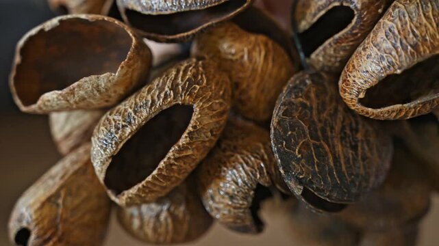 Slow Motion Video of Extreme Close Up of Nut Shell Rattle Details
