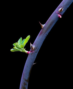 Branch of climbing prairie rose (Rosa setigera) in early spring, growing in garden in central Virginia.