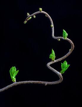 Emerging leaves of Asian bittersweet vine (Celastrus orbiculatus) in early spring in central Virginia, where it is a seriously invasive species.