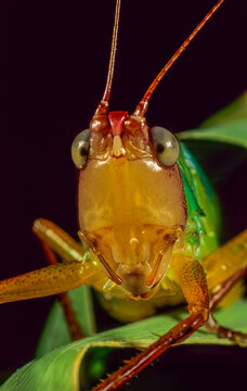 Handsome meadow katydid (Orchelimum pulchellum) on wild rice leaf.