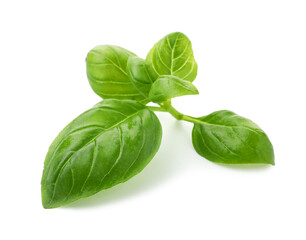 Fototapeta premium Fresh green basil leaves isolated on white
