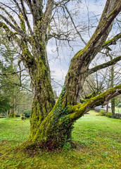 Fototapeta premium Mit Moos bewachsener Stamm einer alten Hainbuche in einem Park (Carpinus betulus), Bayern, Deutschland, Europa
