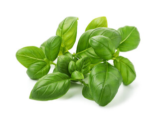 Fototapeta premium Fresh green basil leaves isolated on white