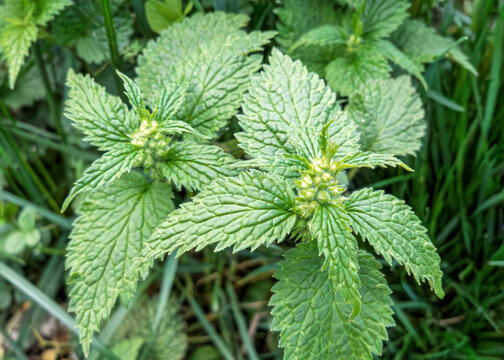 Bl&auml;tter einer gew&ouml;hnlichen Goldnessel, (Lamium galeobdolon), Bayern, Deutschland, Europa