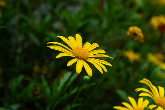 Vibrant Yellow Euryops Daisies Blooming in a Green Spring Garden