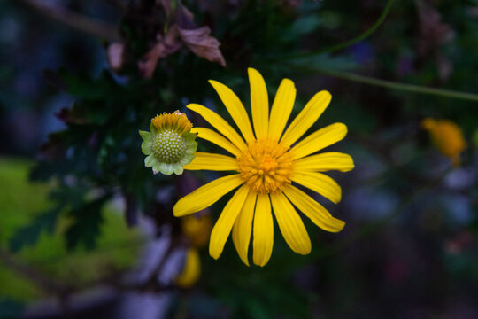 Vibrant Yellow Euryops Daisies Blooming in a Green Spring Garden
