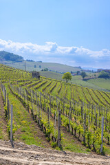 Naklejka premium Piedmont vineyards creating scenic agricultural landscape in Italy