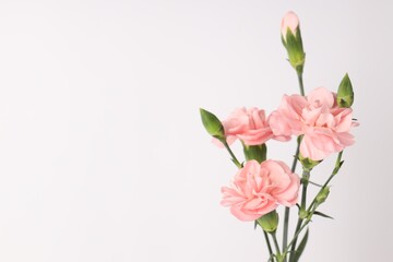 Fototapeta premium Beautiful carnation flowers on white background, closeup. Space for text