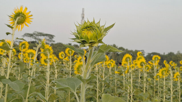 A sunflower blossom before it opens