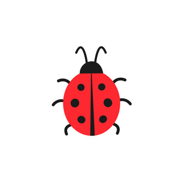 Ladybug_260415