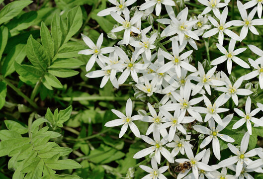 Small white flowers of Ornithogalum with green grass. Top view on part of garden.
