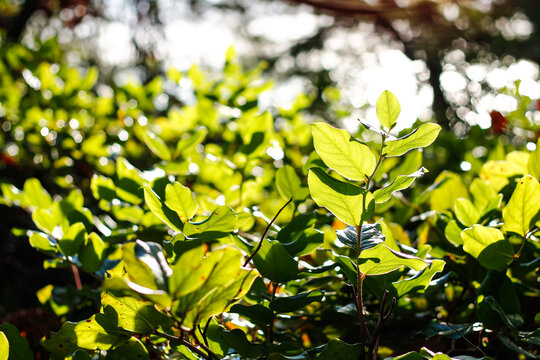 Salal Foliage And Sunny Bokeh