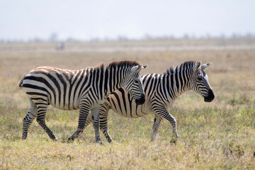 Obraz premium Two beautiful zebras walking side by side through the dry savanna grass.
