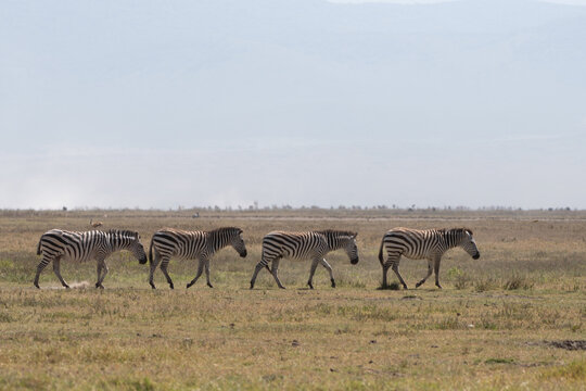 A group of four zebras walking in a single file line across the vast African savanna.