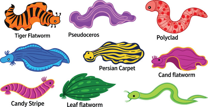 Colorful Marine Flatworm Collection with Various Exotic Sea Slug and Polyclad Species Isolated on White