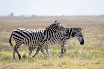 Obraz premium Two zebras walking together in the African savanna..