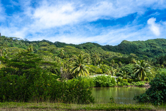Mangrove on the Coast of Tahaa Island, French Polynesia