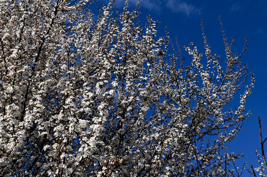 Spring blossom white flowers of tree Prunus cerasifera