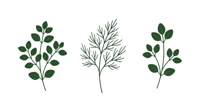 Hand drawn botanical illustration of green herbs including dill and oregano sprigs on white background.