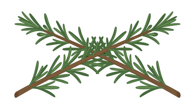 Illustration of two fresh rosemary sprigs crossed on a white background.