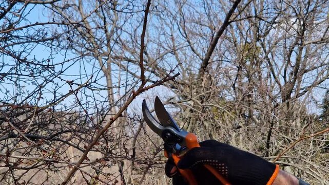 A hand in a garden glove cuts a thin tree branch with a sharp metal pruner. Spring garden work, tree care in the garden. Pruning trees in spring with garden pruners.