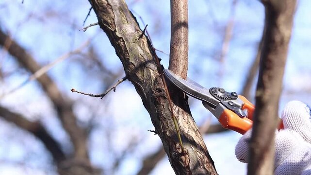 A hand in a garden glove cuts a thin tree branch with a sharp metal pruner. Spring garden work, tree care in the garden. Pruning trees in spring with garden pruners.